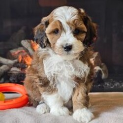 Adopt a dog:Idalia/Aussiedoodle/Female/March 23, 2026,Hi, I'm Idalia! I'm a 6-week-old female Aussiedoodle. My dad is a Poodle and my mom is an Aussiedoodle. I have a beautiful sable & white coat, and I was born on March 23. I'll be ready to go home to my forever family after May 18, once I'm grown enough to leave my litter. My playful nature will keep you smiling all day long.