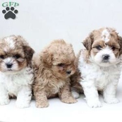 Maple/Shih-Poo									Puppy/Female	/March 15th, 2026,Maple is 1 of 2 in her litter , she has an approximate adult weight of 12 to 20 pounds . 
