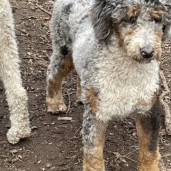 Max/Standard Poodle									Puppy/Male	/April 4th, 2026,Meet Max! A standard poodle pup who will mature to approximately 50-65lbs! He will have the true curly poodle coat! 