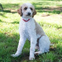 Hackman/Mini Labradoodle									Puppy/Male	/10 Weeks,This is Hackman. This handsome little guy will bring you happiness each day! Family raised, up to date on shots and dewormer, and comes with a 1 year genetic health guarantee. He’s socialized with our children, who help care for the puppies!! He comes with a small bag of food, blanket, toy and a collar. Give us a call today! We’re open Monday-Saturday 8-8 and closed on Sundays. Sunday messages will be returned on Monday. Country Echo Pets,  Raymond Lapp Sunbury Pa 17801 Pa License #17927