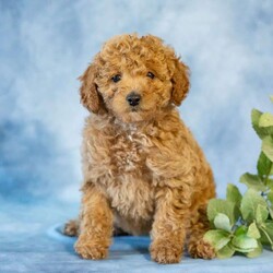 Anita/Toy Poodle									Puppy/Female	/March 31st, 2026,Meet an adorable little Toy Poodle searching for her forever home! This sweet girl is full of love, playful energy, and charming little antics that are sure to brighten your days. Family-raised with lots of care and attention, she is well-socialized with children and other animals, making her a wonderful companion for any loving home.