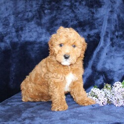 Lester/Mini Goldendoodle									Puppy/Male	/11 Weeks,Take a look at this perfect Miniature Goldendoodle puppy who is ready to steal your heart! This fluffy cutie comes up to date on shots and dewormer and is vet checked. The mom Laurel is a MIni Goldendoodle and is health tested! The father is a handsome boy named Dewey. If you are searching for a friendly puppy to add to your home contact us today!