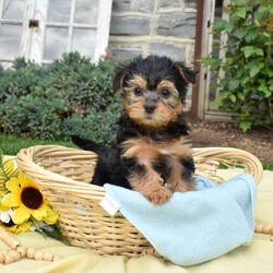 Skittles/Havanese Mix									Puppy/Female	/March 21st, 2026,Skittles is a friendly Havanese Mix puppy who loves to play! This cutie-pie is socialized, family raised with children, and ready to meet you. Skittles comes home vet checked, up to date on shots and de-wormer, and with a health guarantee provided by the breeder.