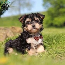 Scooby/Morkie / Yorktese									Puppy/Male	/9 Weeks,Meet Scooby, an adorable Morkie puppy with a playful personality and a heart full of love! I’m the perfect mix of cuddly and curious—I love exploring, playing with my toys, and snuggling up for plenty of affection. With my soft, fluffy coat and sweet expression, I’m sure to steal your heart the moment you meet me.