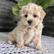 Lance/Maltipoo/Female/March 28, 2026