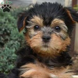 Skittles/Havanese Mix									Puppy/Female	/March 21st, 2026,Skittles is a friendly Havanese Mix puppy who loves to play! This cutie-pie is socialized, family raised with children, and ready to meet you. Skittles comes home vet checked, up to date on shots and de-wormer, and with a health guarantee provided by the breeder.