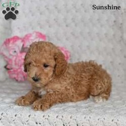 Sunshine/Toy Poodle									Puppy/Female	/7 Weeks,Sunshine is a beautiful Toy Poodle puppy who is looking for a loving forever home! She is full of charm, sweetness, and playful energy, making her a wonderful companion .Sunshine loves attention and enjoys being around people, and her affectionate personality is sure to brighten every day. With her adorable looks and loving nature, she is ready to become a special part of her new family.