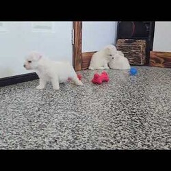 Titan (Mini)/Bichon Frise									Puppy/Male	/6 Weeks,Say hello to Titan, a remarkably tiny and incredibly sweet all-white male who proves that the biggest, most loving personalities often come in the smallest packages. For dog lovers who are specifically seeking out adorable 