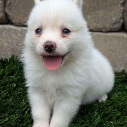 Bella/Pomsky									Puppy/Female	/6 Weeks,Meet Bella! I am a sweet and playful pomsky ! I am very well socialized and love to play with kids! My adult weight will be between 12 and 20 lbs. 