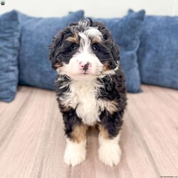 Rocky/Mini Bernedoodle									Puppy/Male	/12 Weeks,Meet Rocky! This sweet and adorable Mini Bernedoodle is looking for a forever family!