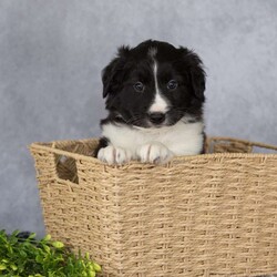 Chase/Border Collie									Puppy/Male	/March 25th, 2026,These beautiful Border Collie puppies are looking for their forever homes! Family-raised and extremely well socialized, these sweet pups are ready to join you on every adventure. Known for their intelligence and eager-to-please personalities, Border Collies are quick learners who thrive on companionship and activity.