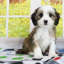 Ryker/Bernedoodle/Female/April 1, 2026