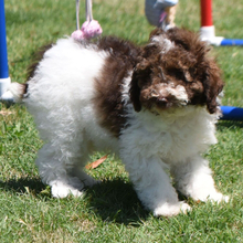 Adopt a dog:Carter/Poodle/Female/March 6, 2026,Hi, I'm Carter! I'm a 13-week-old male Poodle with a beautiful brown, tan & white coat, born on March 6. I am ready now to plan my trip to my forever family. I'm ACA registered. I'm looking forward to filling your days with joy and my playful antics.