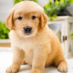 Adopt a dog:River/Golden Retriever/Female/May 11, 2026,Hi, I'm River! I'm a 6-week-old female Golden Retriever with a beautiful golden coat, born on May 11. I'll be ready to go home to my forever family after July 7, once I'm grown enough to leave my litter. When I reach my adult size, I should weigh between 45–75 lbs. I'm UABR registered. I'm ready to make your house feel like a home with my cuddly love.