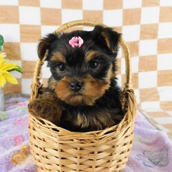 Marigold/Yorkie									Puppy/Female	/7 Weeks,Meet your new BFF, Marigold! This adorable Yorkie puppy is vet checked & up to date on shots & wormer. She can be registered with the ACA, plus comes with a health guarantee provided by the breeder! Marigold is well socialized & currently being family raised with children!