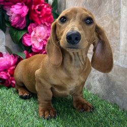 Adopt a dog:Cedar/Dachshund/Female/February 21, 2026,Hi, I'm Cedar! I'm a 17-week-old male Dachshund with a beautiful red coat, born on February 21. I am ready now to plan my trip to my forever family. I'm AKC registered. The bond that we'll build, of love and affection, will make a lifelong partnership and an unforgettable connection.