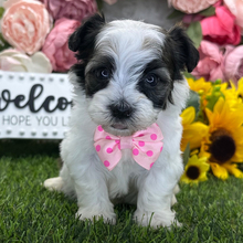 Eagle/Havanese/Female/April 30, 2026