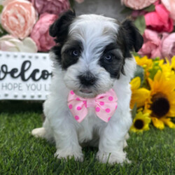Adopt a dog:Eagle/Havanese/Female/April 30, 2026,Hi, I'm Eagle! I'm a 7-week-old male Havanese with a beautiful black brindle coat, born on April 30. I'll be ready to go home to my forever family after July 2, once I'm grown enough to leave my litter. When I reach my adult size, I should weigh between 9–12 lbs. I'm AKC registered. I love to play fetch; it's my favorite game. When I get tired, I will come and curl up next to you so we can go to sleep.