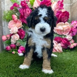 Adopt a dog:Fluffy/Bernedoodle/Female/May 4, 2026,Hi, I'm Fluffy! I'm a 7-week-old male Bernedoodle. My dad is a Poodle and my mom is a Bernedoodle. I have a beautiful black, tan & white coat, and I was born on May 4. I'll be ready to go home to my forever family after July 6, once I'm grown enough to leave my litter. My playful spirit will bring joy and laughter to your home.