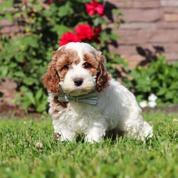 Baxter/Cockapoo									Puppy/Male	/7 Weeks,Hi, my name is Baxter! I am a sweet and lovable F1 Cockapoo puppy with a playful personality and a heart full of affection. I love spending my days exploring, playing with toys, and cuddling up with my favorite people. My gentle nature and friendly attitude make me a wonderful companion for families, couples, or anyone looking for a loyal best friend. I come from wonderful parents with great temperaments and charming personalities.