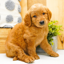 Adopt a dog:Jagger/Goldendoodle/Female/April 21, 2026,Hi, I'm Jagger! I'm a 9-week-old male Goldendoodle. My dad is a Poodle and my mom is a Golden Retriever. I have a beautiful red coat, and I was born on April 21. I am ready now to plan my trip to my forever family. I'm UABR registered. We can shop for puppy toys together, take long walks or just stay at home watch a good movie on TV.
