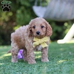 Easton/Cavapoo									Puppy/Male	/8 Weeks,Hi, my name is Easton, and I’m an absolutely adorable Cavapoo puppy with a sweet personality and a heart full of love! I’m a playful and affectionate little pup who loves exploring new things, soaking up attention, and making everyone around me smile. I have a gentle nature, a happy little spirit, and a lovable personality that makes me the perfect companion for all of life’s fun adventures. With my soft, fluffy coat, precious puppy eyes, and charming Cavapoo looks, I’m always ready for playtime, cuddles, and making special memories with my forever family. 