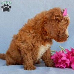 Jane/Mini Goldendoodle									Puppy/Female	/8 Weeks,Prepare to fall in love!! Look no further! My name is Jane and I’m the sweetest F1b mini goldendoodle! One look into my warm, loving eyes and at my super soft fluffy coat and I’ll be sure to have captured your heart already! I’m very happy, playful and very kid friendly and I would love to fill your home with all my puppy love!! I have a very sweet personality, and I love giving kisses. I stand out above the rest with my sweet, loving personality and my beautiful red coat with white markings! I will come to you vet checked and up to date on all vaccinations and dewormings . I come with a 1-year guarantee with the option of extending it to a 3-year guarantee and shipping is available! My mother is Jody, our sweet and loving 32# F1 mini Goldendoodle and my father is Atlas, a 16# AKC genetic clear red Poodle with a great personality! Both of my parents are very sweet and kid friendly which will make me the same!! I will grow to approx. 18-25# and I will be hypoallergenic and non shedding!!!… Why wait when you know I’m the one for you? Call or text Martha to make me the newest addition to your family and get ready to spend a lifetime of tail wagging fun with me! (7% sales tax on in home pickups) 