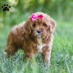 Zelda/Cavapoo									Puppy/Female	/8 Weeks,Hi, my name is Zelda, and I’m an absolutely adorable Cavapoo puppy with a sweet personality and a heart full of love! I’m a playful and affectionate little companion who loves exploring new things, soaking up attention, and being part of all the fun adventures life brings. I have a gentle nature, a happy spirit, and a lovable personality that makes me truly special. With my soft, fluffy coat, adorable puppy eyes, and charming Cavapoo looks, I’m sure to steal your heart wherever I go. I can’t wait to fill my forever home with endless love, laughter, cuddles, and unforgettable memories!