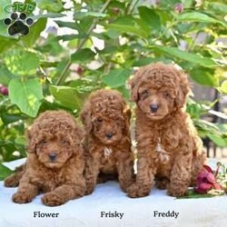 Freddy/Toy Poodle									Puppy/Male	/8 Weeks,Our adorable Toy Poodle puppies are looking for loving homes where they can be cherished as part of the family! These sweet little puppies are family raised with lots of love and attention .Toy Poodles are known for their intelligent, affectionate personalities and their playful, loyal nature, making them a wonderful choice for anyone looking for a small companion with a big heart.