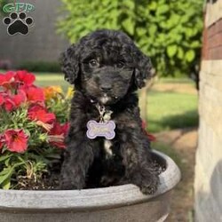 Leo/Golden Mountain Doodle									Puppy/Male	/11 Weeks,Say hello to Leo — the life of the litter! This playful Irish Golden Mountain Doodle puppy for sale has an infectious, joyful energy that lights up every room he enters. Leo loves to play, loves to explore, and loves to make everyone around him smile. If your family has kids who are looking for an enthusiastic, fun-loving companion, Leo is your guy.