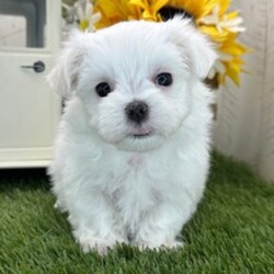 Adopt a dog:Willie/Maltese/Female/May 17, 2026,Hi, I'm Willie! I'm a 7-week-old male Maltese with a beautiful white & lemon coat, born on May 17. I'll be ready to go home to my forever family after July 12, once I'm grown enough to leave my litter. When I reach my adult size, I should weigh between 5–9 lbs. I'm AKC registered. I can't wait to be your best friend and cuddle buddy for life.