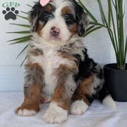 Annie/Mini Bernedoodle									Puppy/Female	/8 Weeks,Hello everyone! Meet our precious little girl, Annie. She is a beautiful F1 blue-merle mini bernedoodle with a very beautiful coat of soft wavy hair! Her coat is a very unique color of blue! Annie has a very sweet temperament andis very well socialized! She is very playful and is sure to make the perfect companion to anyone giving her a loving home! Annie would make the perfect companion to go on walks with or if you are looking for someone to snuggle up on the couch with she is always up for that as well! Annie will be available to go home on July 7th..