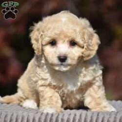 Lincoln/Bich-Poo									Puppy/Male	/9 Weeks,Pond View Puppies is excited to introduce Kenny and Twinkles’s new Bichpoo puppies!! They were born on May 2, 2026. We expect these puppies to weigh 9 to 13 pounds full grown. These pups will be a perfect fit for a family pet or for a 1-person companion! They love attention and cuddles. And they love playing with their toys and children. These Bich-poo are a good fit for anyone, including  families  with children. Our Bich-poo puppies have  been microchipped. They have had their first vaccinations and dewormers and have benn given health certificates by our  veterinarian. You will be given a 2-year genetic health guarantee, a small bag of NutriSource puppy food, and a blanket with the mother & littermate’s scent on it when you pick up your puppy. Pond View Puppies is eager to meet you! We will do our best to make this adoption process easy for you and your new furbaby :).  You may call or text Ruthie any time. Sunday calls & texts will be returned on Monday morning.