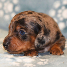 Fonzie/Dachshund/Female/June 5, 2026