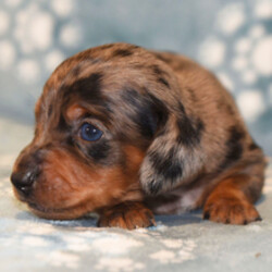 Adopt a dog:Fonzie/Dachshund/Female/June 5, 2026,Hi, I'm Fonzie! I'm a 4-week-old male Dachshund with a beautiful silver dapple coat, born on June 5. I'll be ready to go home to my forever family after August 8, once I'm grown enough to leave my litter. I'm ACA registered. My bags are packed because my breeder told me that I am going to go start the adventure of my life with my forever family.