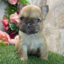 Adopt a dog:Floyd/French Bulldog/Female/May 18, 2026,Hi, I'm Floyd! I'm a 7-week-old male French Bulldog with a beautiful fawn coat, born on May 18. I'll be ready to go home to my forever family after July 20, once I'm grown enough to leave my litter. When I reach my adult size, I should weigh between 20–22 lbs. I'm AKC registered. I can't wait to make every moment with you a special memory.