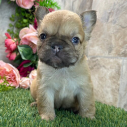 Adopt a dog:Floyd/French Bulldog/Female/May 18, 2026,Hi, I'm Floyd! I'm a 7-week-old male French Bulldog with a beautiful fawn coat, born on May 18. I'll be ready to go home to my forever family after July 20, once I'm grown enough to leave my litter. When I reach my adult size, I should weigh between 20–22 lbs. I'm AKC registered. I can't wait to make every moment with you a special memory.