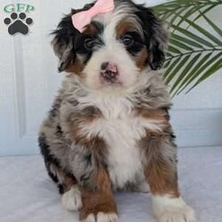 Annie/Mini Bernedoodle									Puppy/Female	/8 Weeks,Hello everyone! Meet our precious little girl, Annie. She is a beautiful F1 blue-merle mini bernedoodle with a very beautiful coat of soft wavy hair! Her coat is a very unique color of blue! Annie has a very sweet temperament andis very well socialized! She is very playful and is sure to make the perfect companion to anyone giving her a loving home! Annie would make the perfect companion to go on walks with or if you are looking for someone to snuggle up on the couch with she is always up for that as well! Annie will be available to go home on July 7th..
