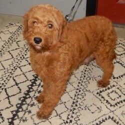 Jane/Mini Goldendoodle									Puppy/Female	/8 Weeks,Prepare to fall in love!! Look no further! My name is Jane and I’m the sweetest F1b mini goldendoodle! One look into my warm, loving eyes and at my super soft fluffy coat and I’ll be sure to have captured your heart already! I’m very happy, playful and very kid friendly and I would love to fill your home with all my puppy love!! I have a very sweet personality, and I love giving kisses. I stand out above the rest with my sweet, loving personality and my beautiful red coat with white markings! I will come to you vet checked and up to date on all vaccinations and dewormings . I come with a 1-year guarantee with the option of extending it to a 3-year guarantee and shipping is available! My mother is Jody, our sweet and loving 32# F1 mini Goldendoodle and my father is Atlas, a 16# AKC genetic clear red Poodle with a great personality! Both of my parents are very sweet and kid friendly which will make me the same!! I will grow to approx. 18-25# and I will be hypoallergenic and non shedding!!!… Why wait when you know I’m the one for you? Call or text Martha to make me the newest addition to your family and get ready to spend a lifetime of tail wagging fun with me! (7% sales tax on in home pickups) 
