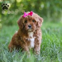 Zelda/Cavapoo									Puppy/Female	/8 Weeks,Hi, my name is Zelda, and I’m an absolutely adorable Cavapoo puppy with a sweet personality and a heart full of love! I’m a playful and affectionate little companion who loves exploring new things, soaking up attention, and being part of all the fun adventures life brings. I have a gentle nature, a happy spirit, and a lovable personality that makes me truly special. With my soft, fluffy coat, adorable puppy eyes, and charming Cavapoo looks, I’m sure to steal your heart wherever I go. I can’t wait to fill my forever home with endless love, laughter, cuddles, and unforgettable memories!