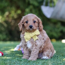 Easton/Cavapoo									Puppy/Male	/8 Weeks,Hi, my name is Easton, and I’m an absolutely adorable Cavapoo puppy with a sweet personality and a heart full of love! I’m a playful and affectionate little pup who loves exploring new things, soaking up attention, and making everyone around me smile. I have a gentle nature, a happy little spirit, and a lovable personality that makes me the perfect companion for all of life’s fun adventures. With my soft, fluffy coat, precious puppy eyes, and charming Cavapoo looks, I’m always ready for playtime, cuddles, and making special memories with my forever family. 