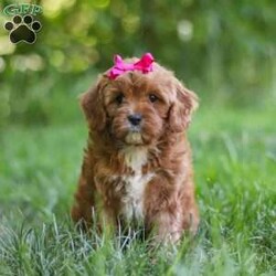 Zelda/Cavapoo									Puppy/Female	/8 Weeks,Hi, my name is Zelda, and I’m an absolutely adorable Cavapoo puppy with a sweet personality and a heart full of love! I’m a playful and affectionate little companion who loves exploring new things, soaking up attention, and being part of all the fun adventures life brings. I have a gentle nature, a happy spirit, and a lovable personality that makes me truly special. With my soft, fluffy coat, adorable puppy eyes, and charming Cavapoo looks, I’m sure to steal your heart wherever I go. I can’t wait to fill my forever home with endless love, laughter, cuddles, and unforgettable memories!