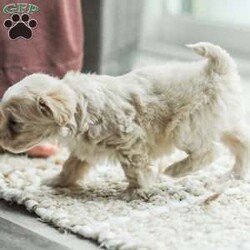 Arlo/Maltipoo									Puppy/Male	/7 Weeks,Our Maltipoo puppies will make the perfect addition to your family! They have calm and docile personalities and are absolutely adorable! Our children love to play with them and they get lots of cuddles and attention from them! 
