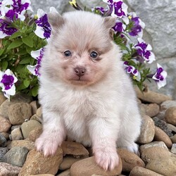Sugar/Pomeranian									Puppy/Female	/8 Weeks,Hi, I’m Sugar! I’m a gorgeous AKC Registered Pomeranian girl with a rare lavender merle coat, stunning blue-green eyes, and a cute brown nose that makes me extra special! My thick, fluffy coat and beautiful markings are sure to turn heads everywhere I go. I may be tiny, but I’m packed with personality! I’m sweet, loving, and always ready for cuddles, playtime, and making new friends. If you’re looking for a loyal companion with looks and charm, I might be the perfect little girl for you! I’m up to date on all my shots and dewormings, have been microchipped, and come with a health guarantee for your peace of mind. No matter where you live, delivery is available right to your door in most areas, making it easy for me to join my forever family. Contact today: I can’t wait to fill your home with love, laughter, and lots of puppy kisses! Love, Sugar Your sweet little lavender merle princess!