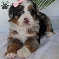 Annie/Mini Bernedoodle									Puppy/Female	/8 Weeks,Hello everyone! Meet our precious little girl, Annie. She is a beautiful F1 blue-merle mini bernedoodle with a very beautiful coat of soft wavy hair! Her coat is a very unique color of blue! Annie has a very sweet temperament andis very well socialized! She is very playful and is sure to make the perfect companion to anyone giving her a loving home! Annie would make the perfect companion to go on walks with or if you are looking for someone to snuggle up on the couch with she is always up for that as well! Annie will be available to go home on July 7th..