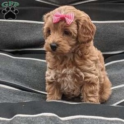 Lilly/Maltipoo									Puppy/Female	/8 Weeks,Meet Lilly our most precious little girl! She is a beautiful red color and is so precious, she loves being held and snuggled and next she’s off playing with our young children , her mom Luna takes the best care of her little ones and has a calming temperament, the babies are being dewormed regularly and vaccinated, they’ll be health checked by our local vet and also micro chipped , the babies get love and attention every day! Her estimate adult weight will be around 10#-12#s , if you love puppies as much as we do and want to give Lilly the best home call or text . 