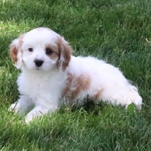 Copper/Cavapoo/Female/April 29, 2026