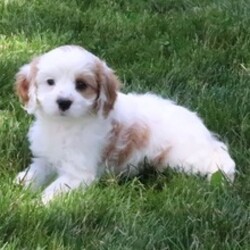 Adopt a dog:Copper/Cavapoo/Female/April 29, 2026,Hi, I'm Copper! I'm a 10-week-old male Cavapoo. My dad is a Cavalier King Charles Spaniel and my mom is a Poodle. I have a beautiful apricot & white coat, and I was born on April 29. I am ready now to plan my trip to my forever family. Once I reach my adult size, I'm expected to weigh between 10–16 lbs. My playful spirit will bring joy and laughter to your home.