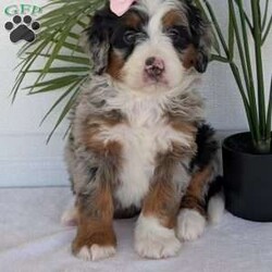 Annie/Mini Bernedoodle									Puppy/Female	/8 Weeks,Hello everyone! Meet our precious little girl, Annie. She is a beautiful F1 blue-merle mini bernedoodle with a very beautiful coat of soft wavy hair! Her coat is a very unique color of blue! Annie has a very sweet temperament andis very well socialized! She is very playful and is sure to make the perfect companion to anyone giving her a loving home! Annie would make the perfect companion to go on walks with or if you are looking for someone to snuggle up on the couch with she is always up for that as well! Annie will be available to go home on July 7th..