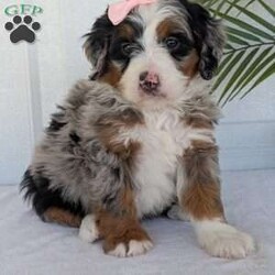 Annie/Mini Bernedoodle									Puppy/Female	/8 Weeks,Hello everyone! Meet our precious little girl, Annie. She is a beautiful F1 blue-merle mini bernedoodle with a very beautiful coat of soft wavy hair! Her coat is a very unique color of blue! Annie has a very sweet temperament andis very well socialized! She is very playful and is sure to make the perfect companion to anyone giving her a loving home! Annie would make the perfect companion to go on walks with or if you are looking for someone to snuggle up on the couch with she is always up for that as well! Annie will be available to go home on July 7th..